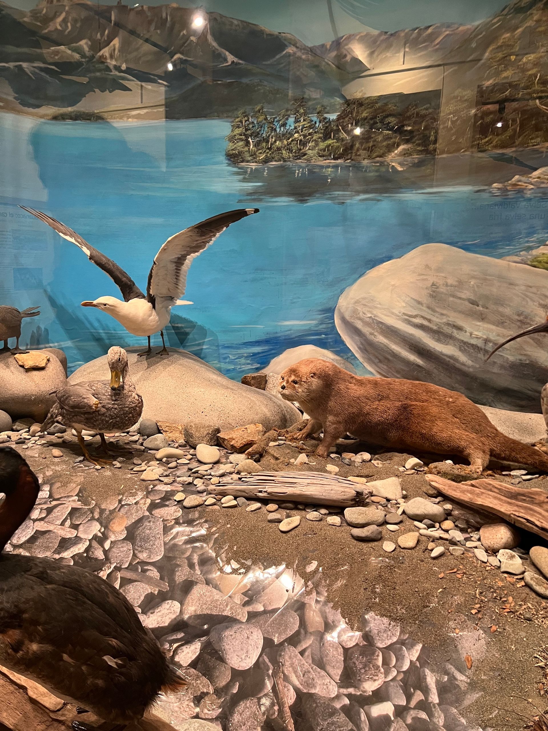 O que fazer em Bariloche no inverno com crianças - 18 - 3