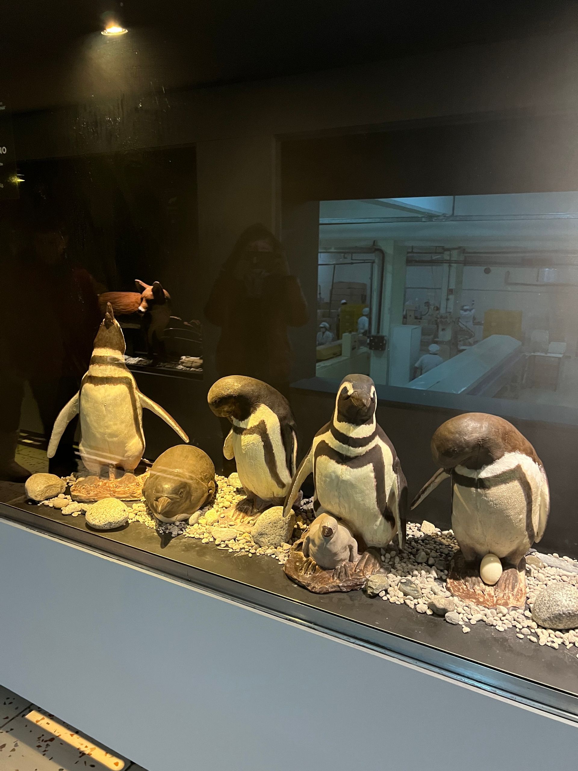 O que fazer em Bariloche no inverno com crianças - 20 - 5