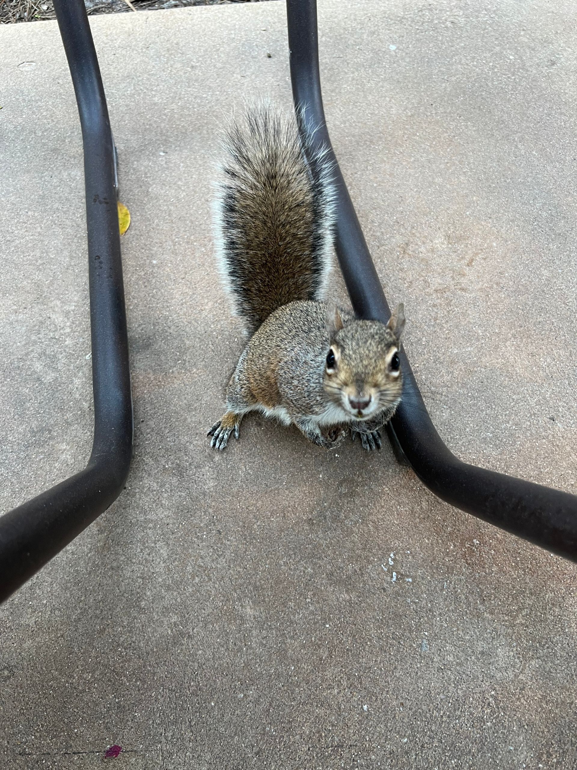 Como acampar na Disney: Fort Wilderness - 4