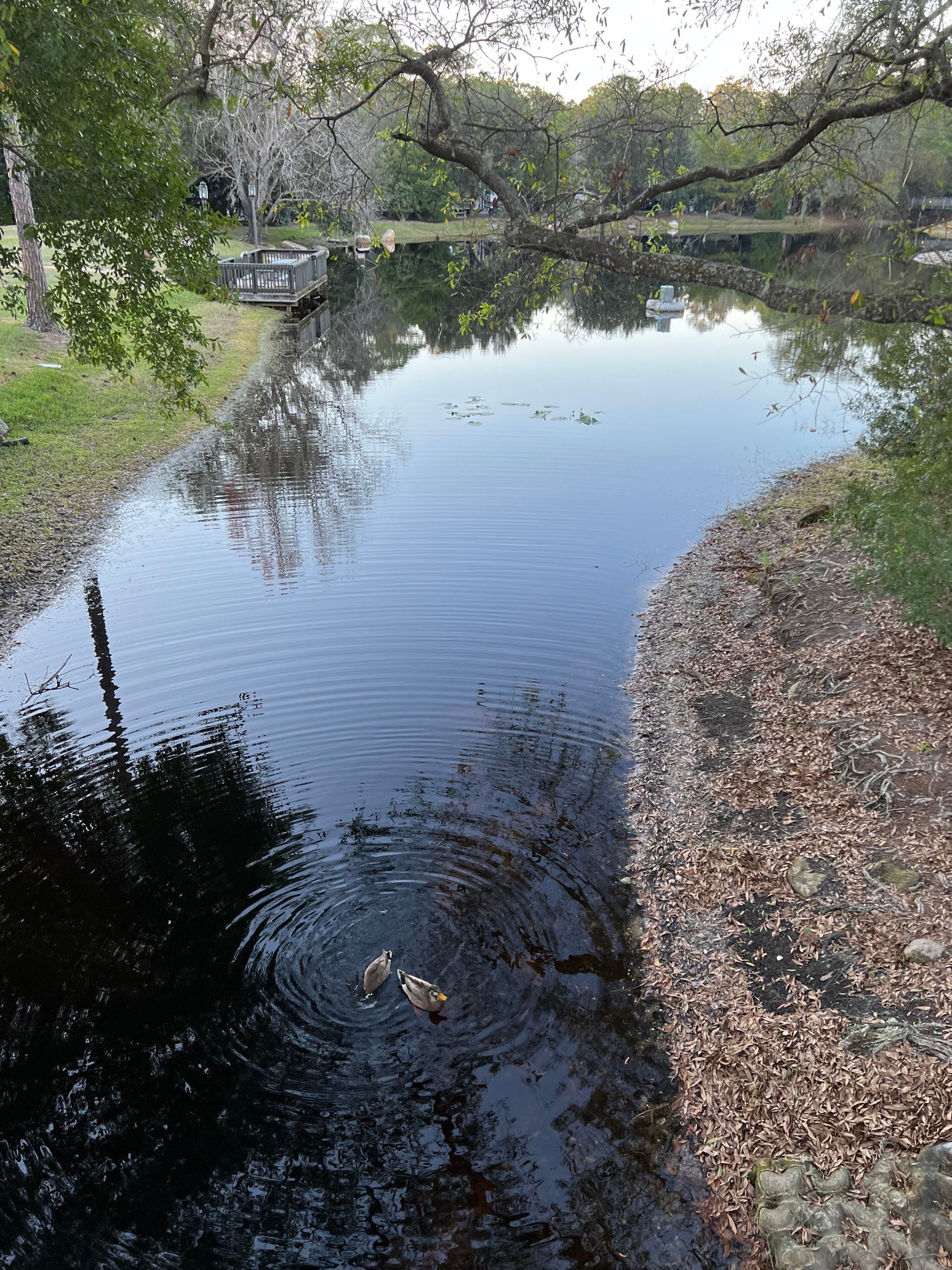 Como acampar na Disney: Fort Wilderness - 5