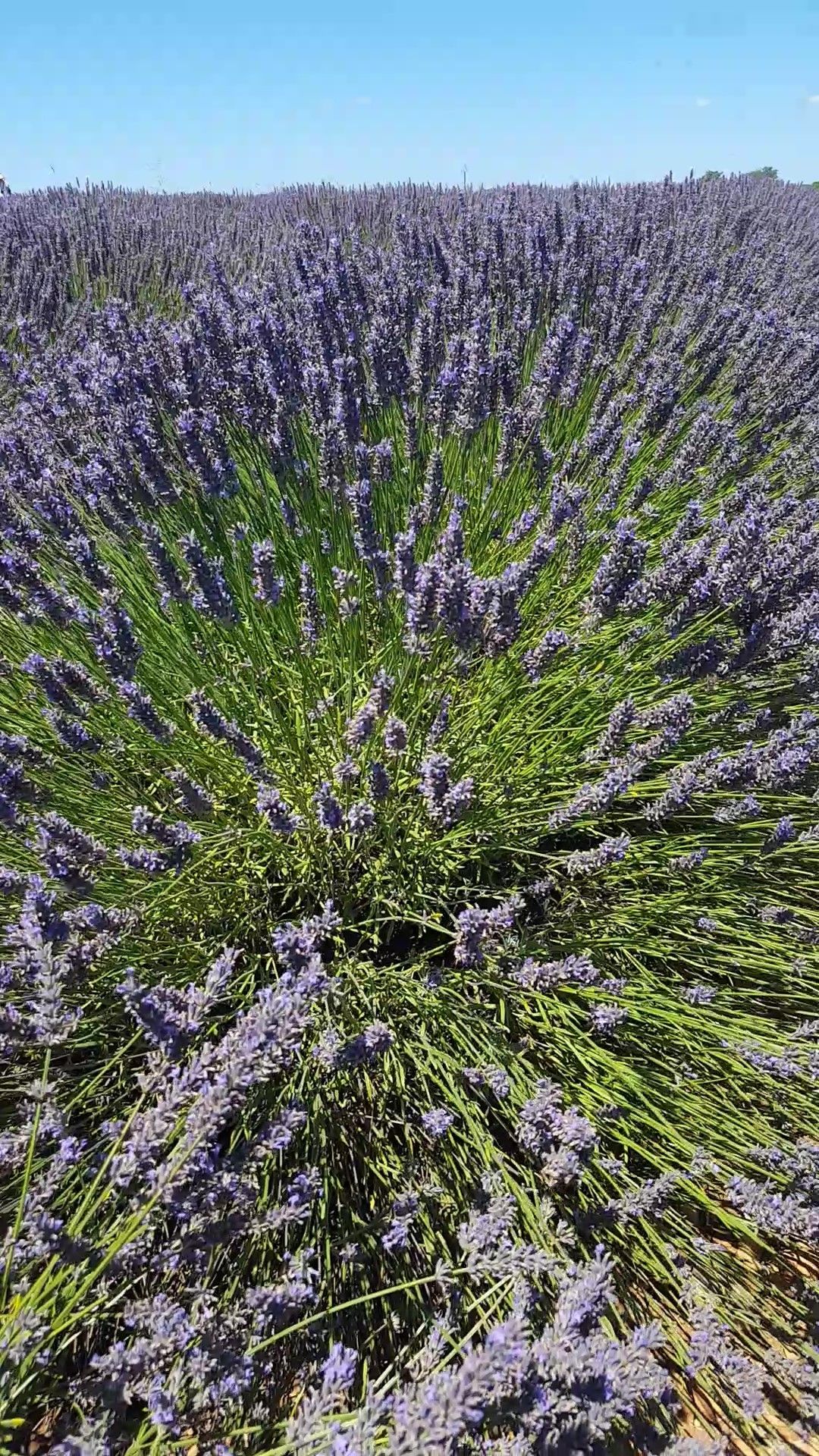 Provence: como visitar os campos de lavanda  com crianças - 7 - 2