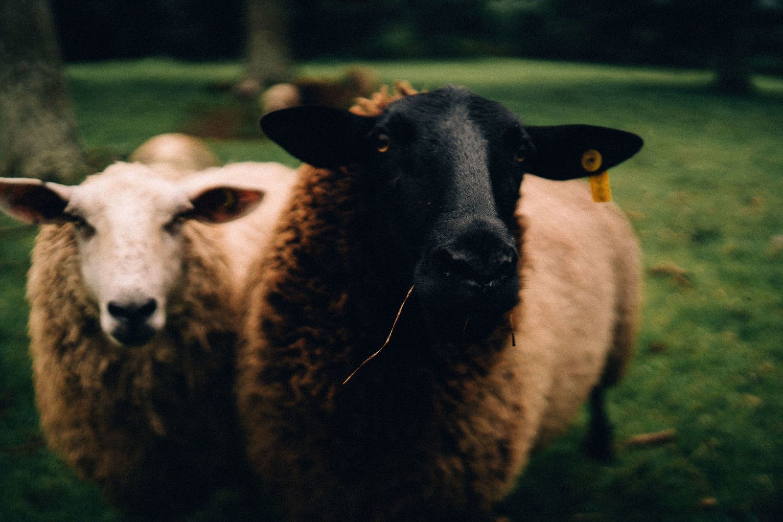 Casamento na serra - 2 - 18