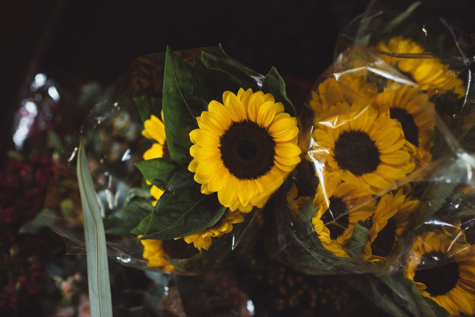 Casamento no Haras - 2 - 8