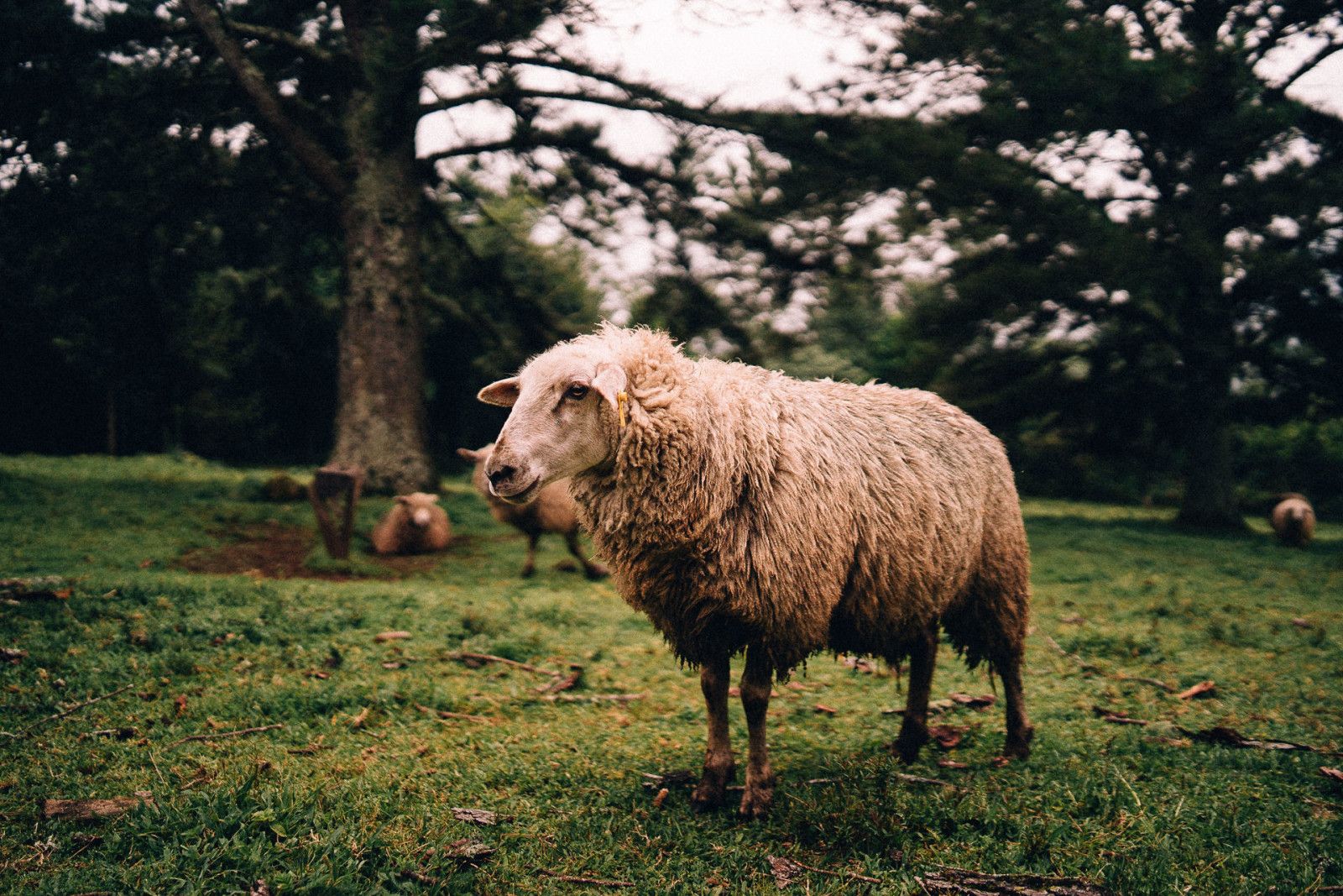 Fotógrafo em Urubici - 28 - 27