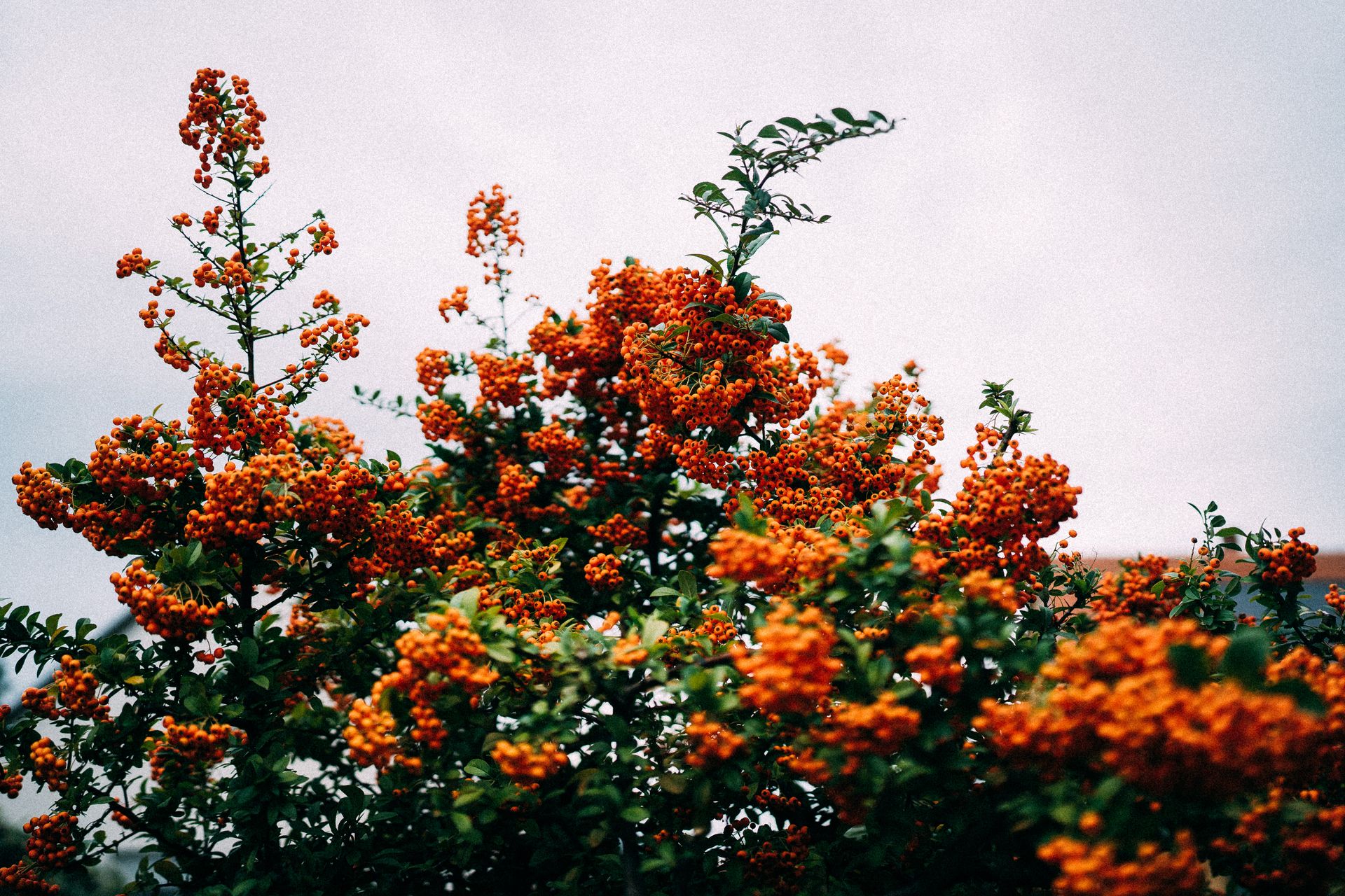 casamento no interior da França - 2 - 7
