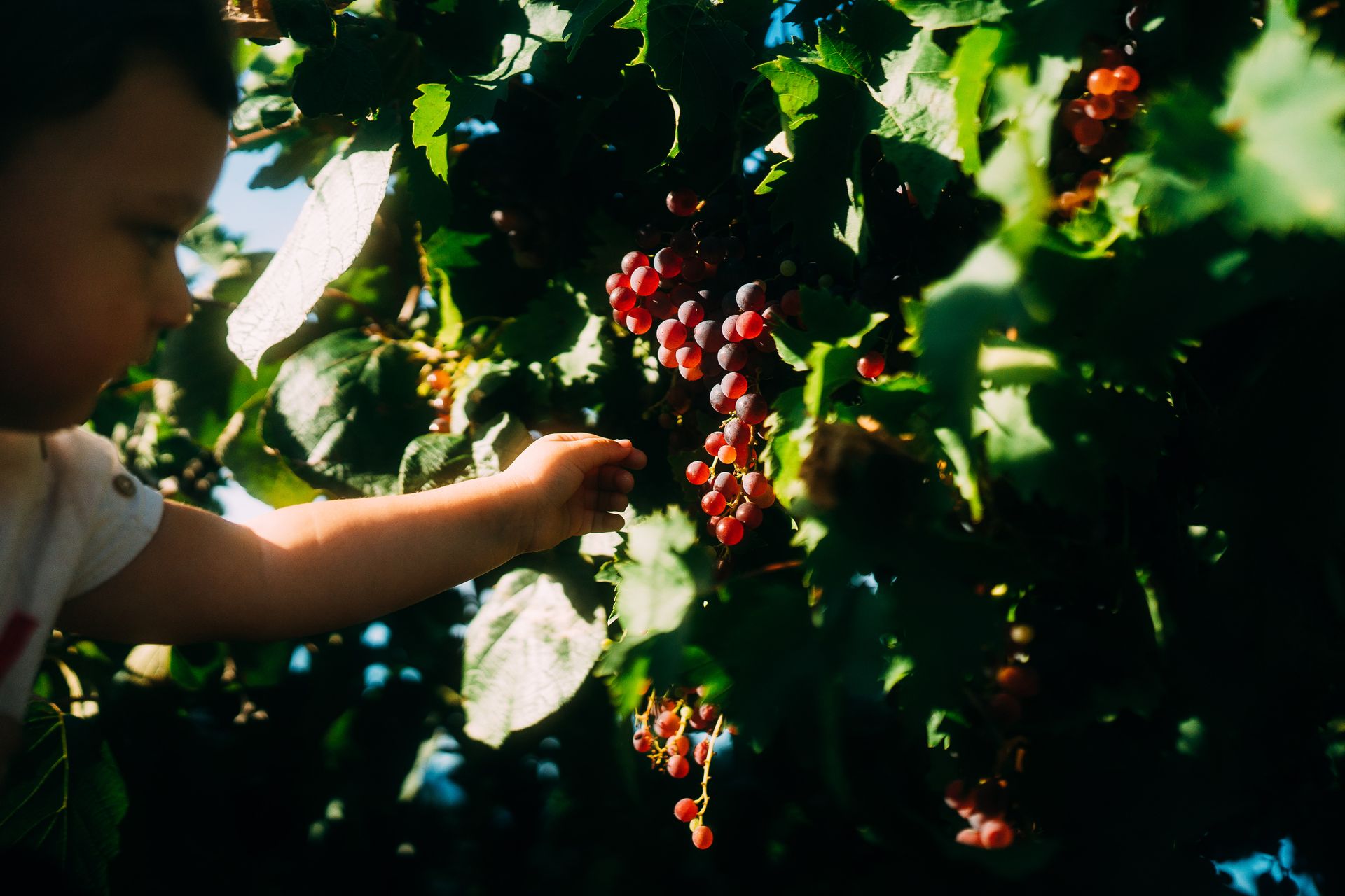 Capturando Memórias de Família de Forma Autêntica em Florianópolis - 2 - 53