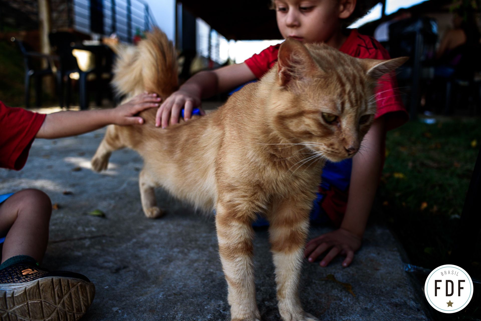 Quarto concurso - Pets - 3 - 0