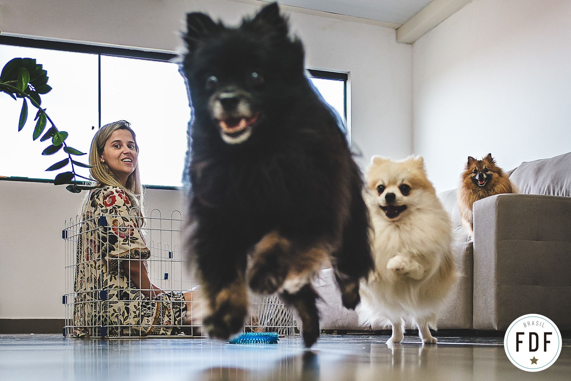 Quarto concurso - Pets - 3 - 1