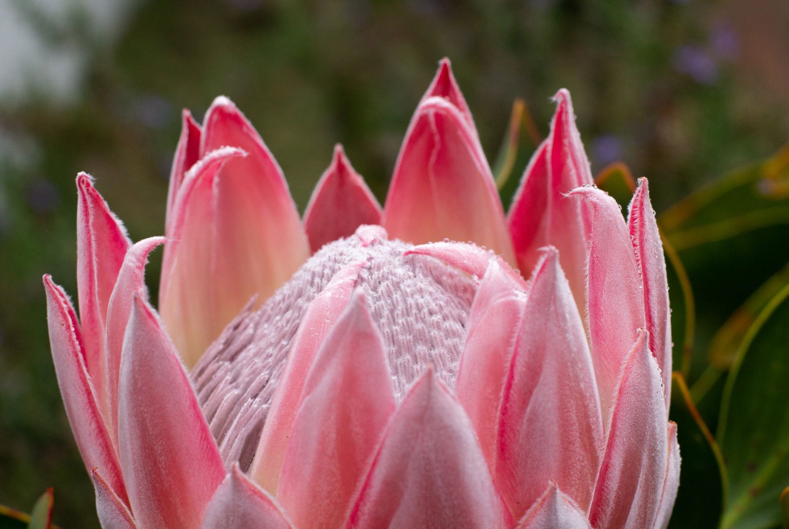 Proteas da África do Sul - 1 - 0