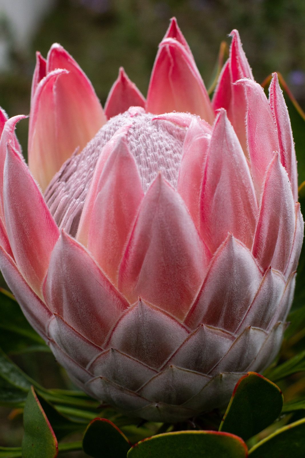 Proteas da África do Sul - 1 - 1