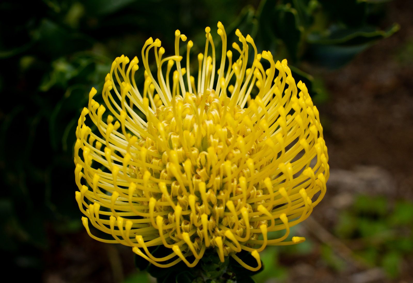 Proteas da África do Sul - 1 - 7