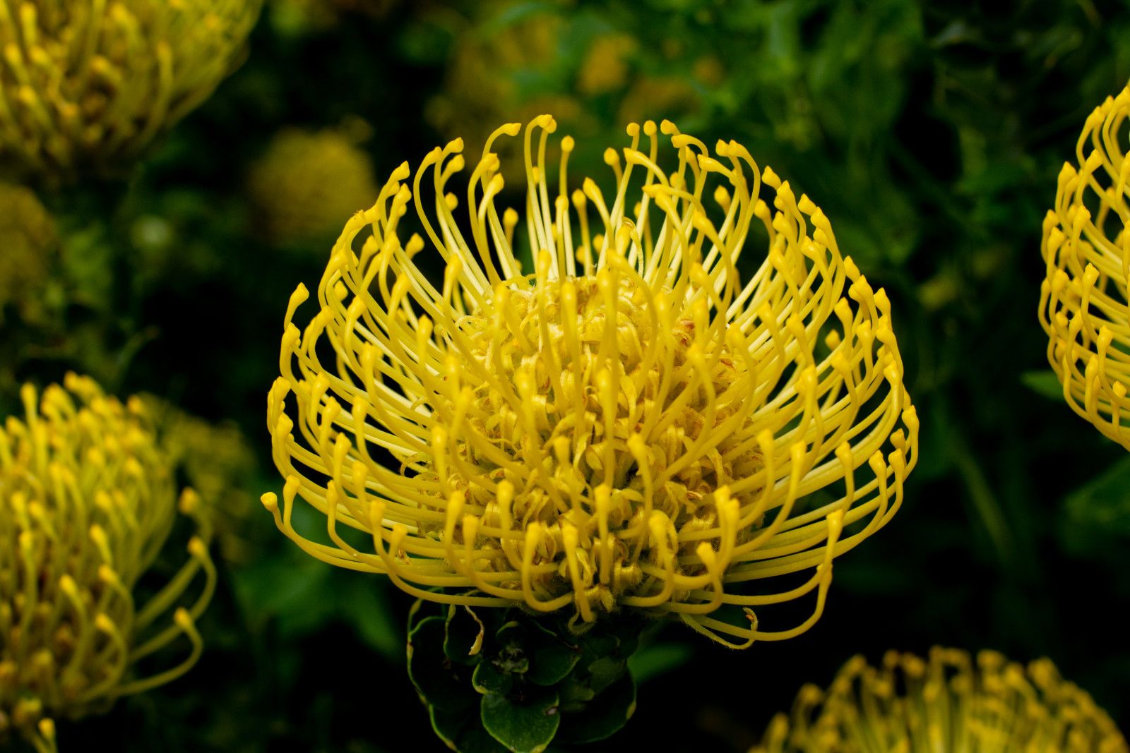 Proteas da África do Sul - 1 - 8