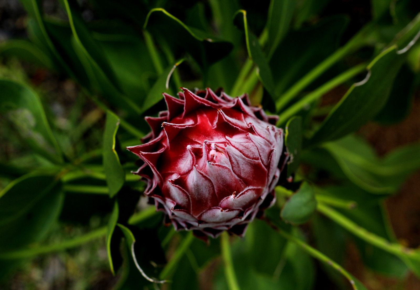Proteas da África do Sul - 1 - 10