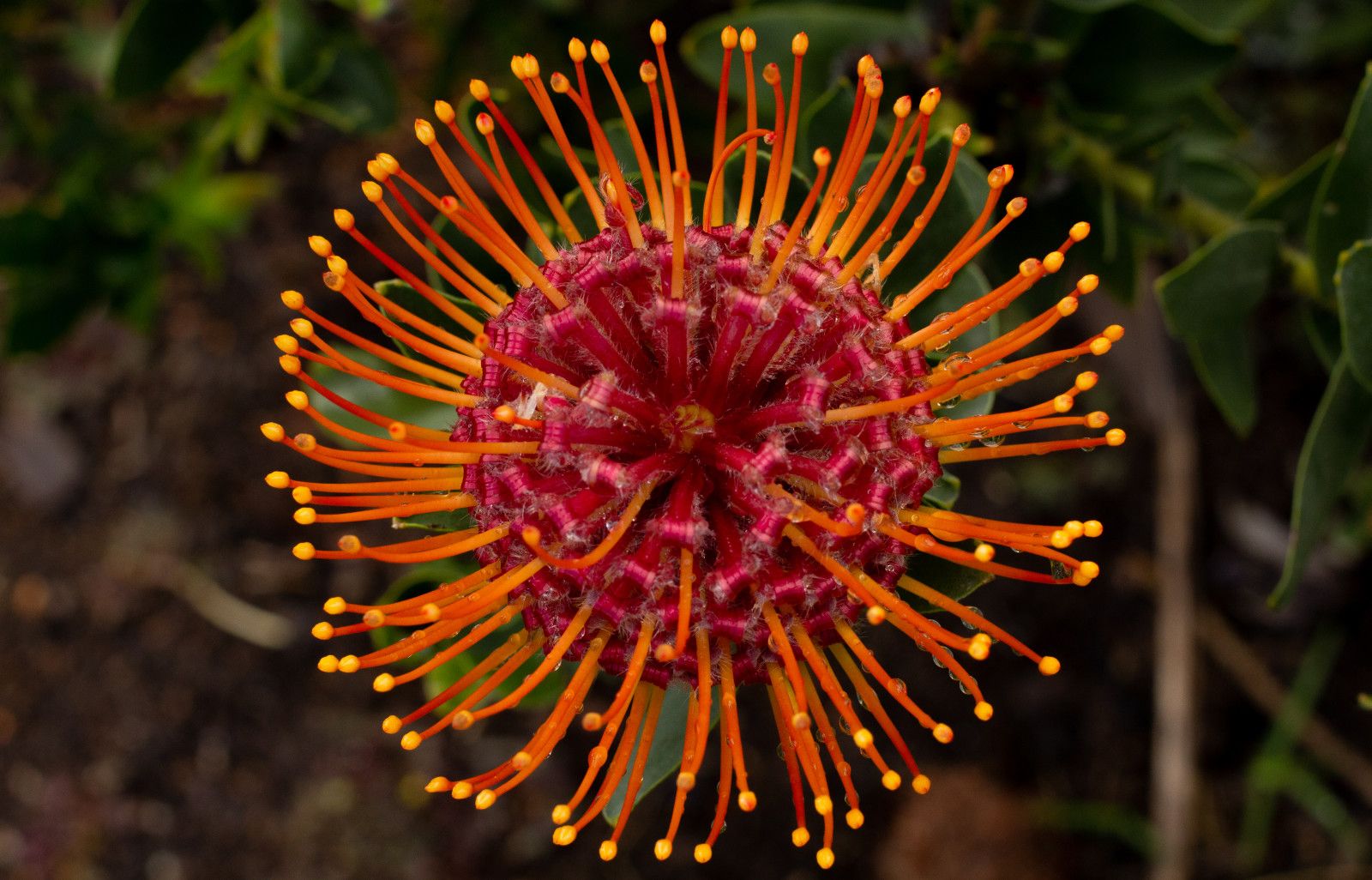 Proteas da África do Sul - 1 - 12