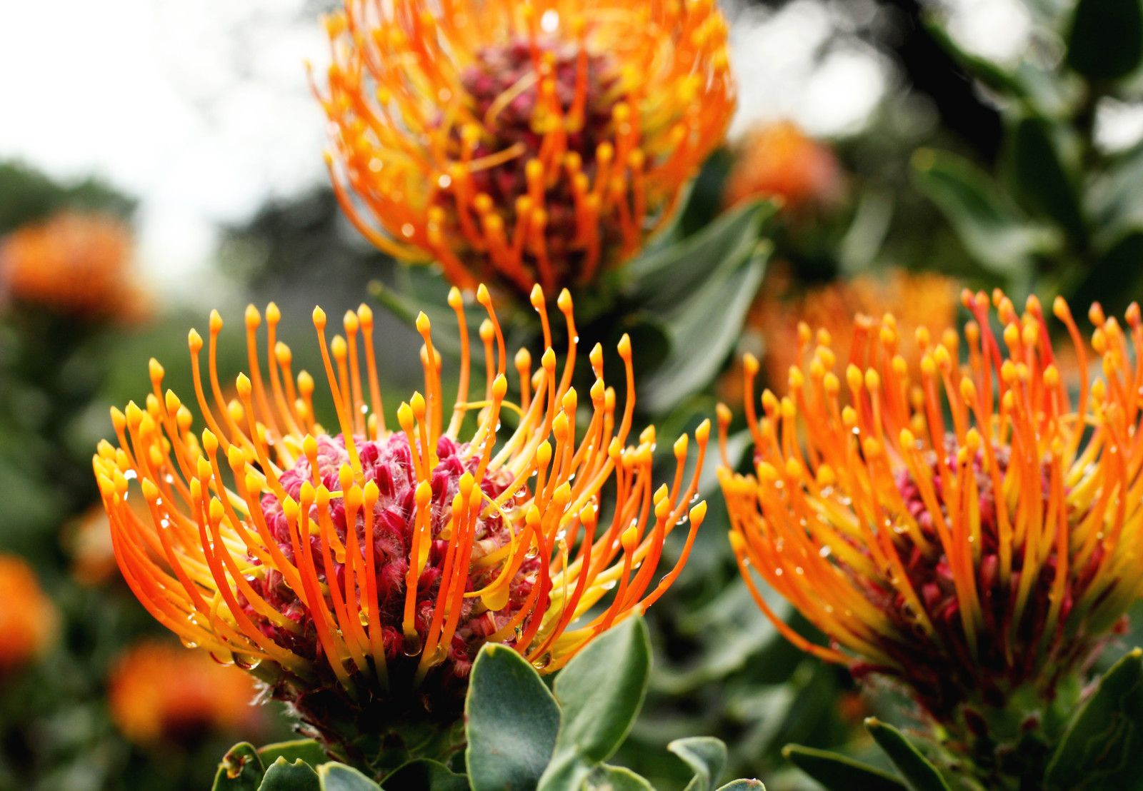 Proteas da África do Sul - 1 - 13