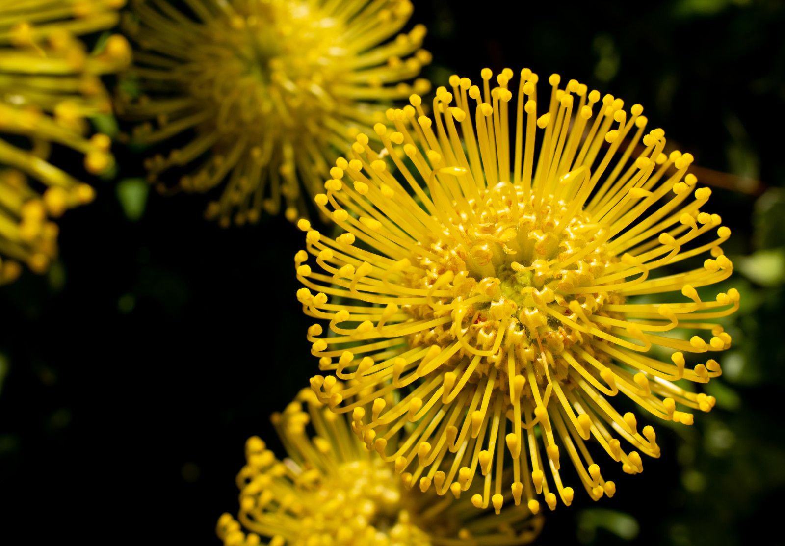 Proteas da África do Sul - 1 - 14