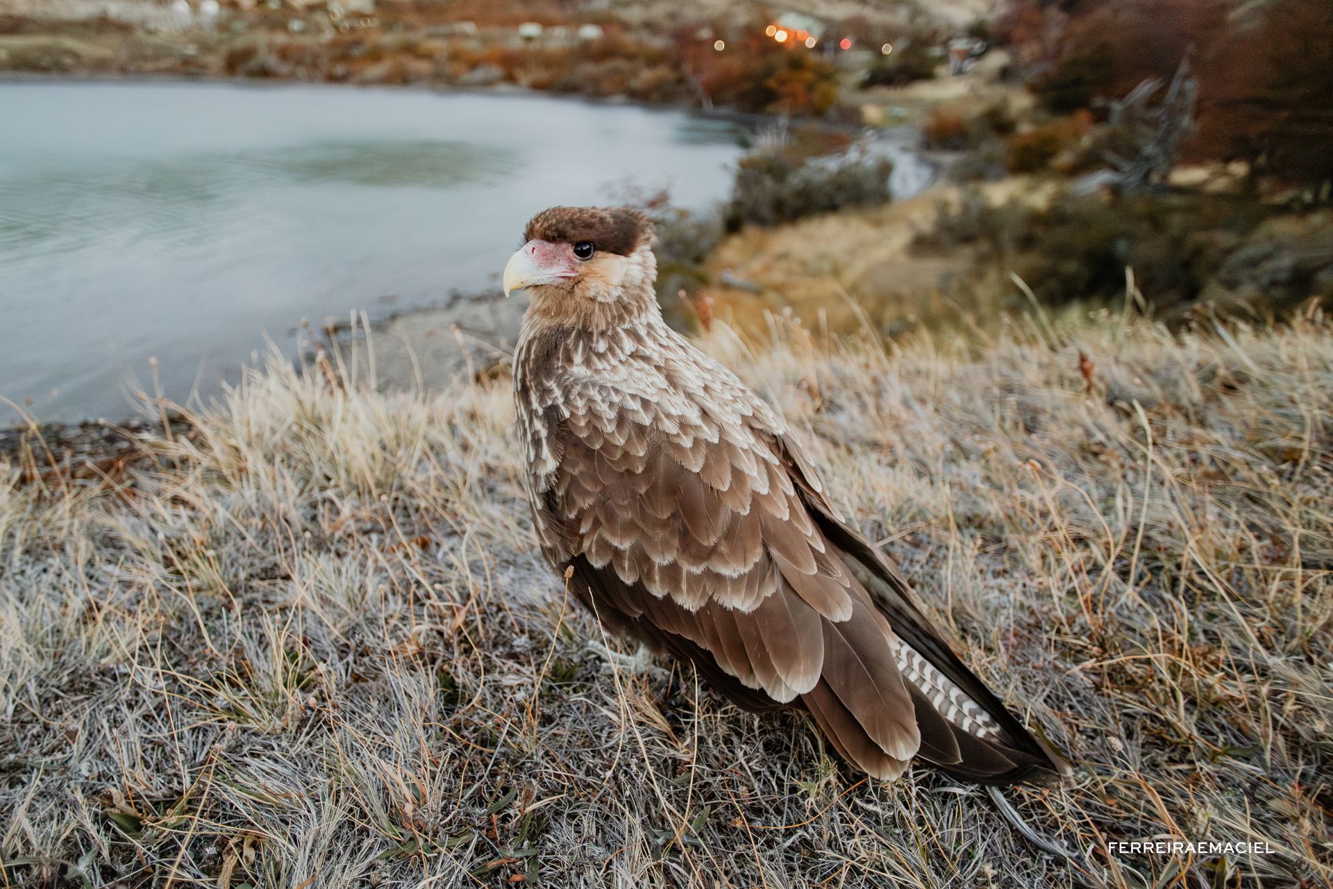 Patagonia - Parte Um - Fotografando um casamento em Torres del Paine - Chile - 74 - 5