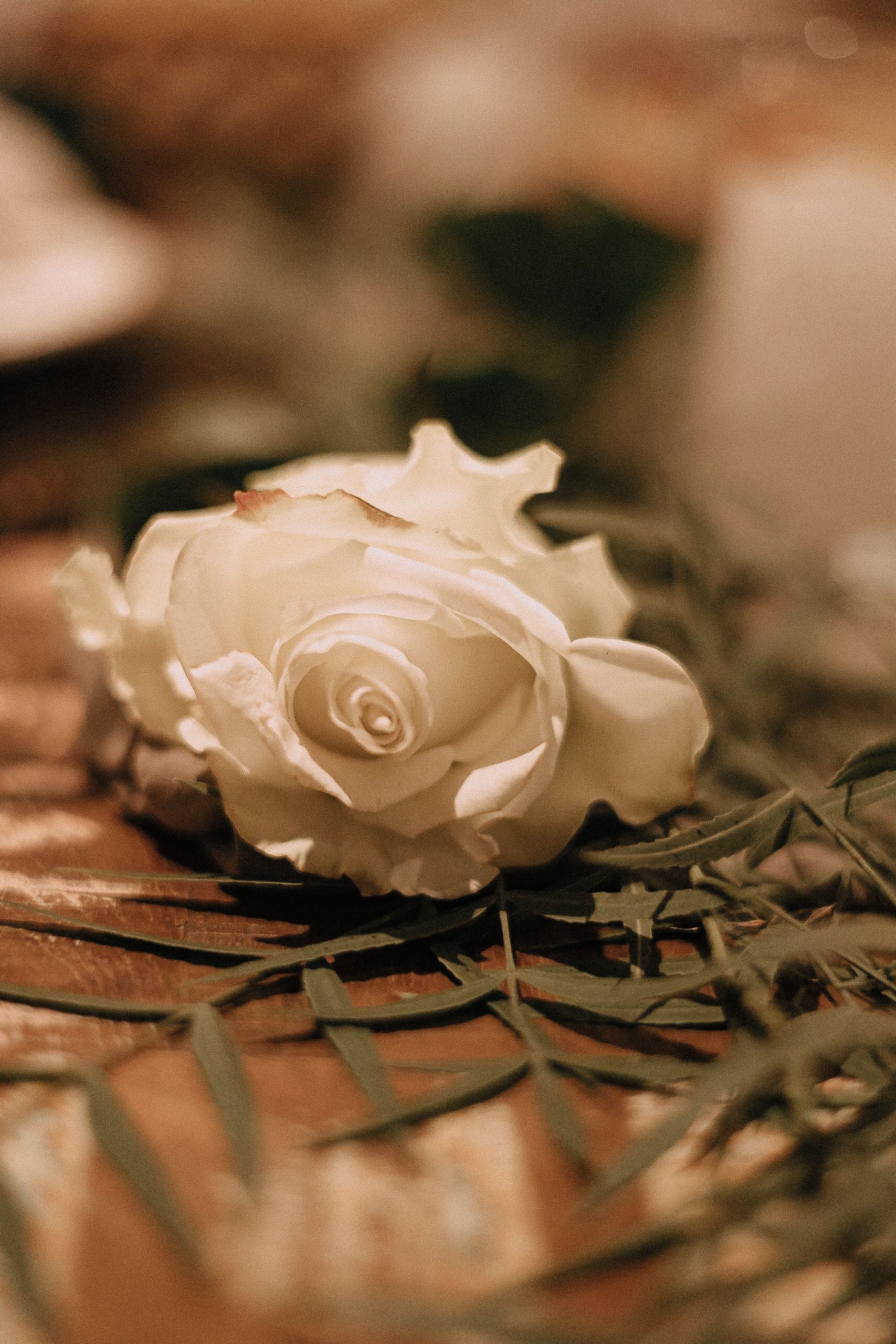 Casal Zanghelini - 4 - 40