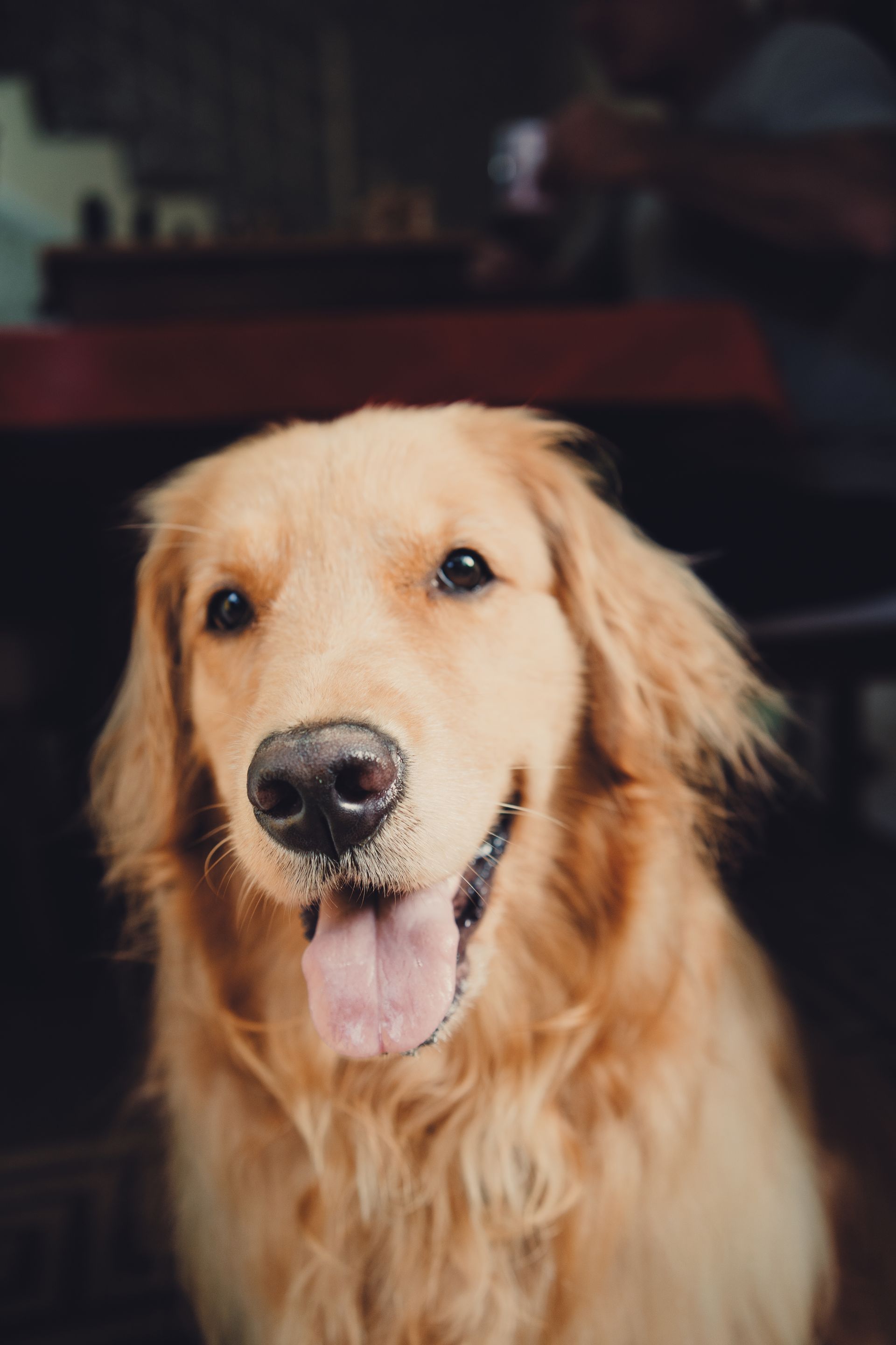 Ensaio Familia em casa - 11 - 5