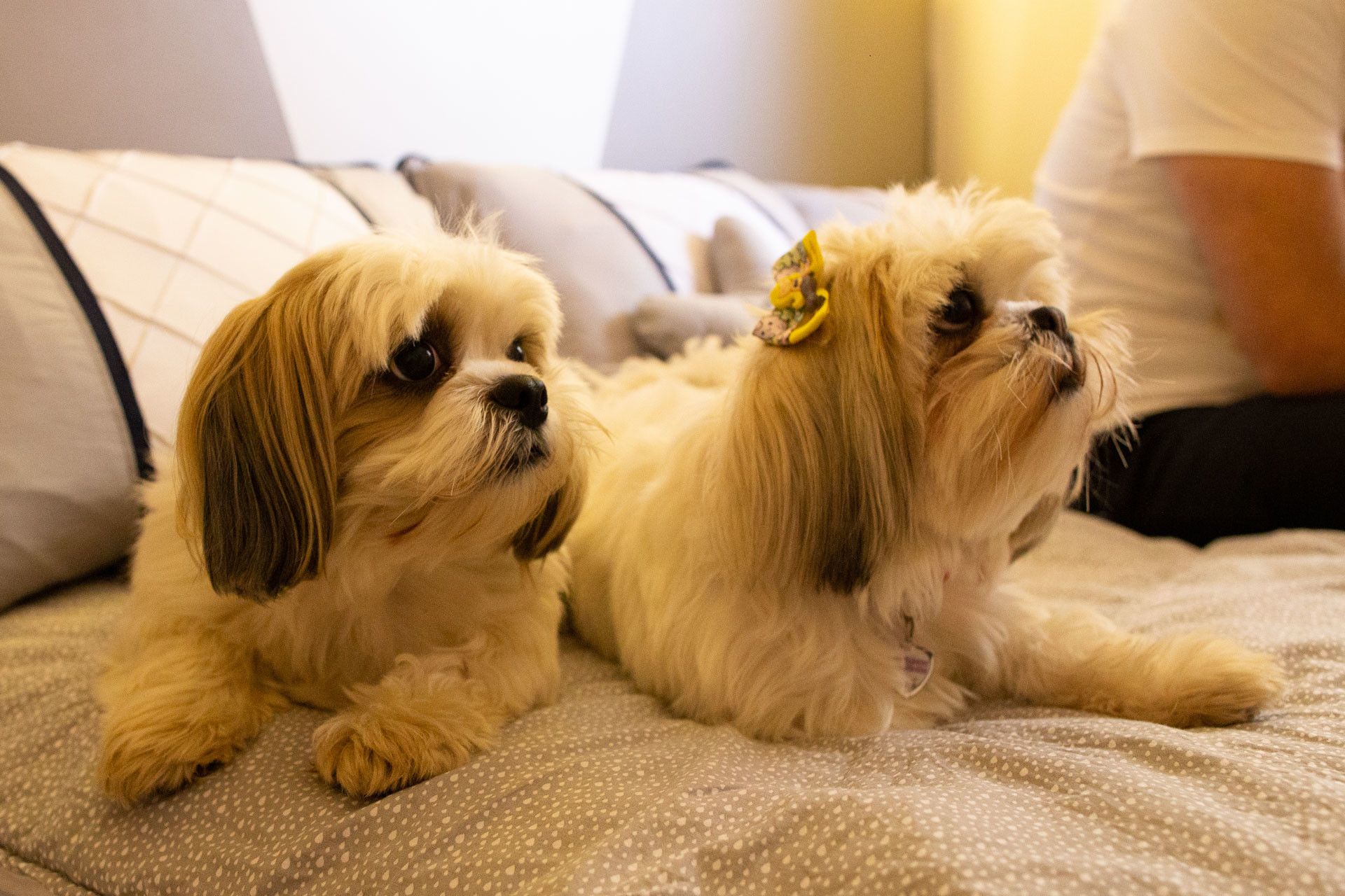 Jorge! A hora do banho - Momentos em casa em São Sebastião do Paraíso MG - 2 - 1