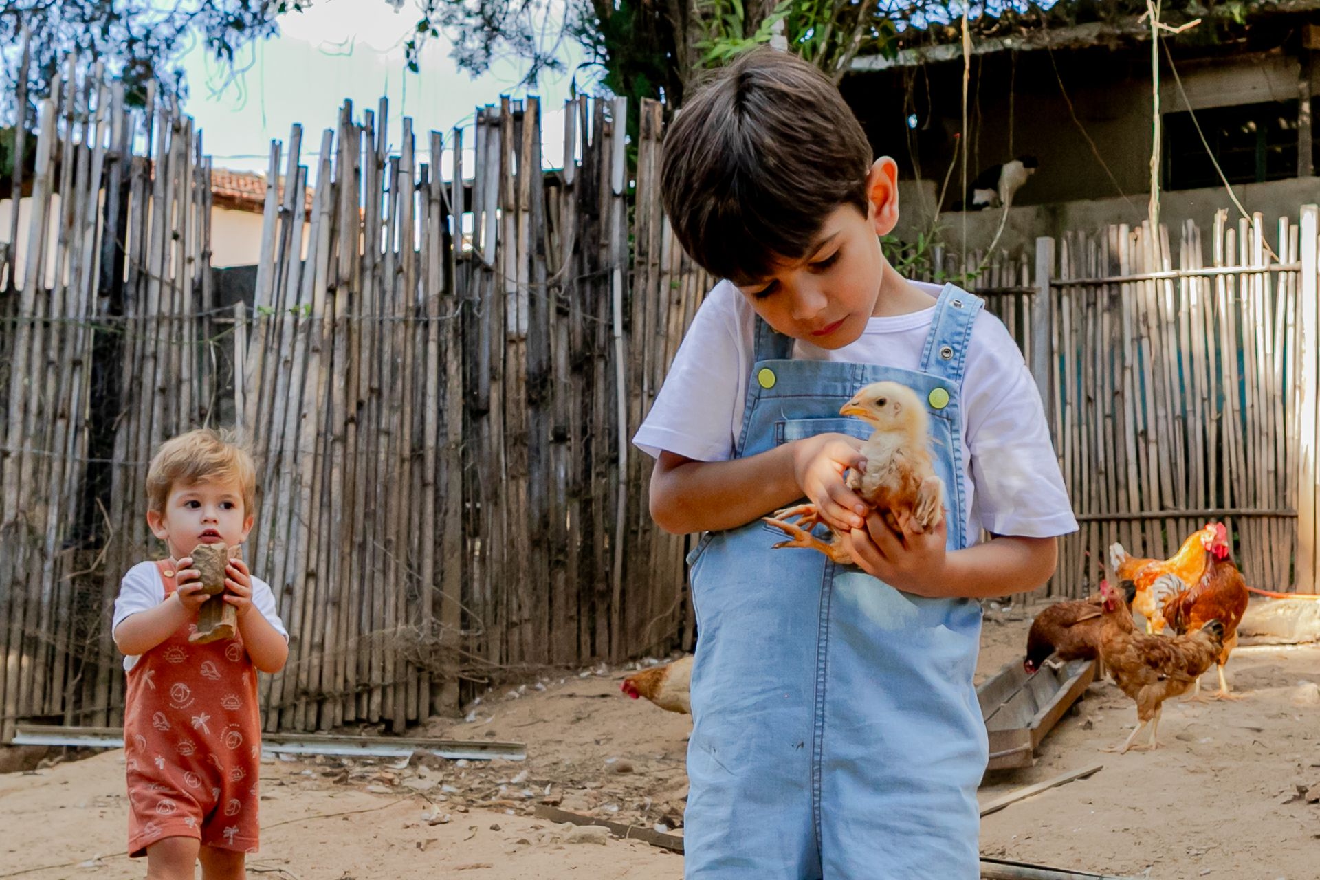 Miguel e Lucas no quintal em Itamogi MG - 2 - 6