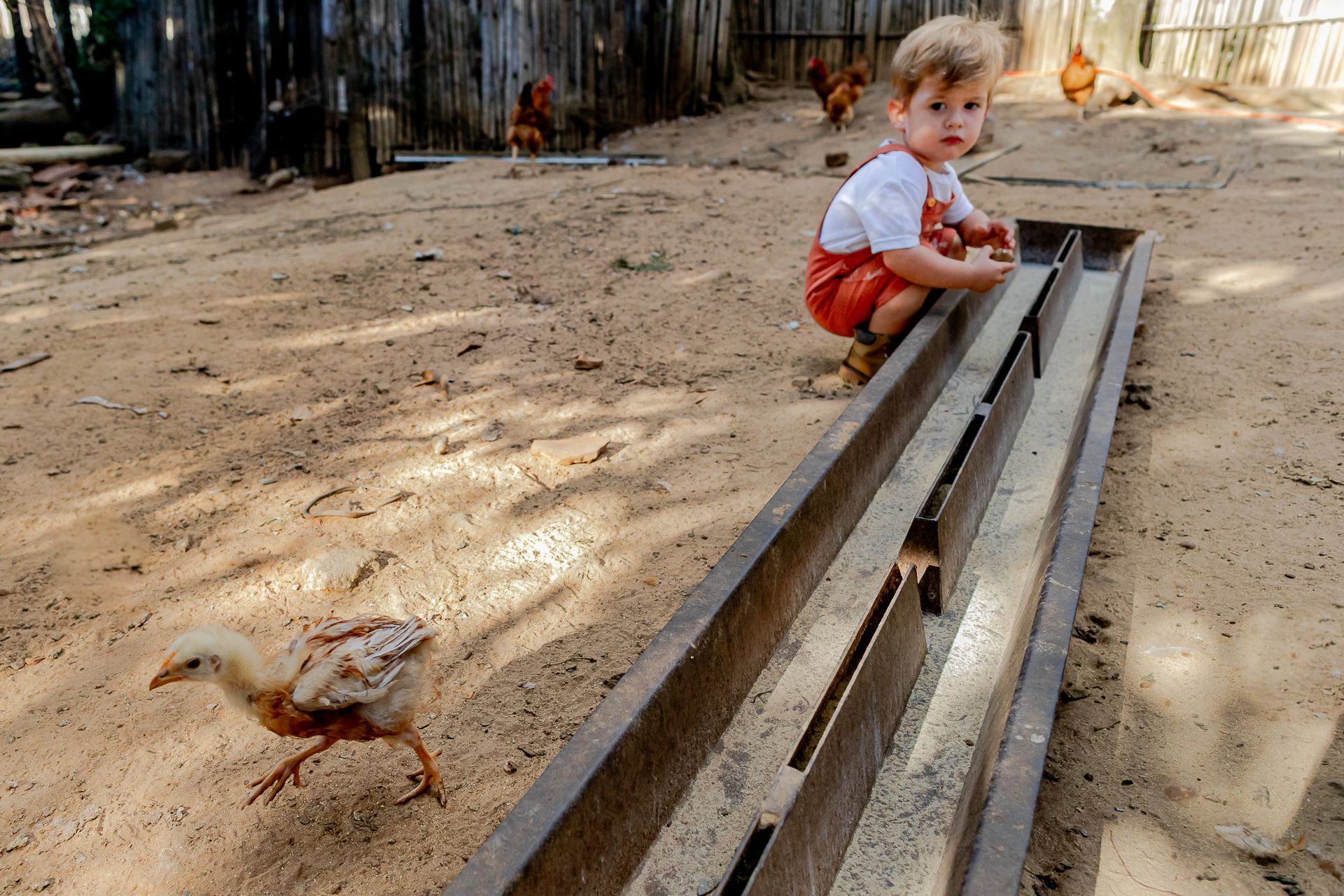 Miguel e Lucas no quintal em Itamogi MG - 2 - 7