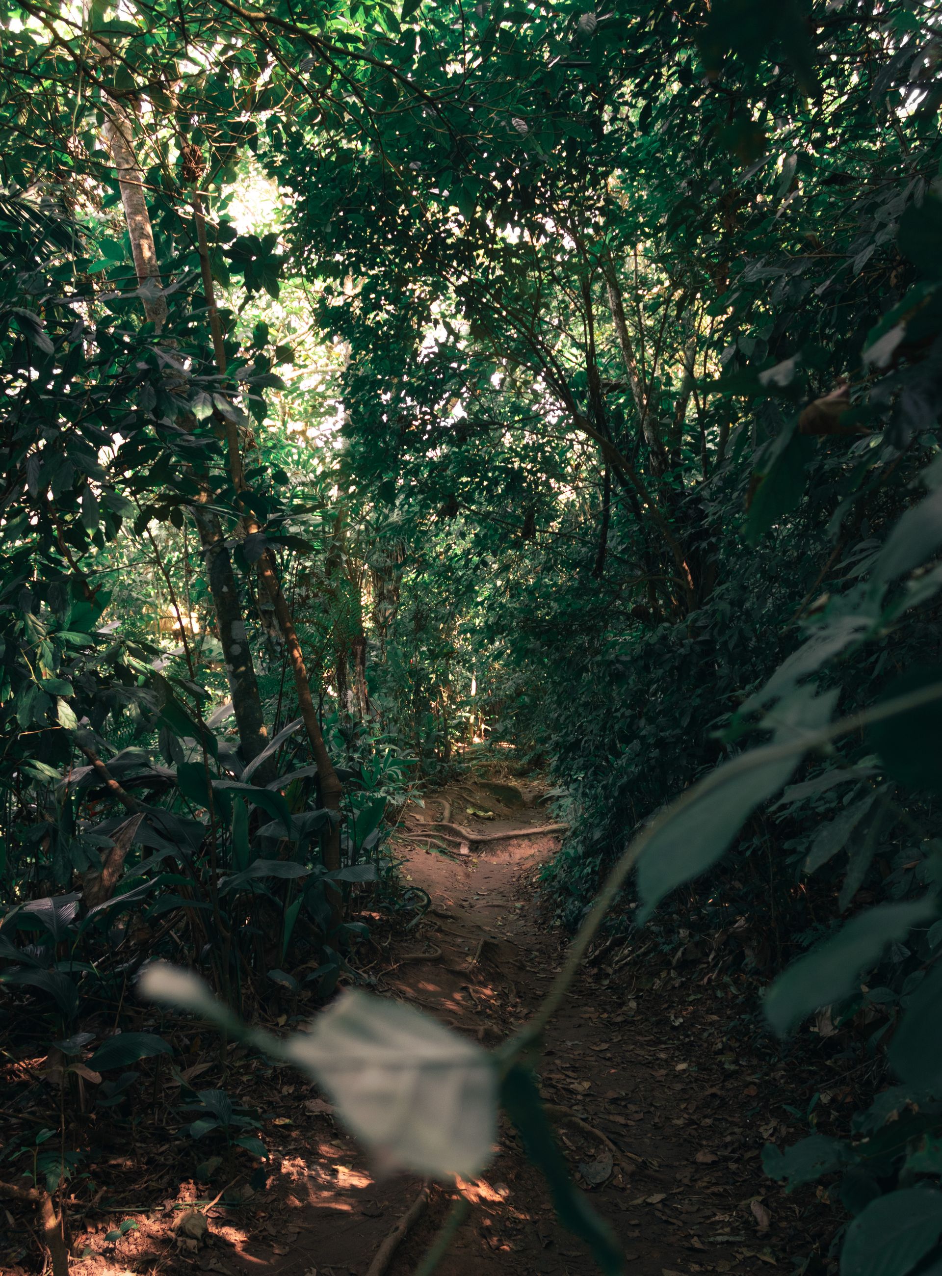 Trilha dos Surfistas pelo Parque Estadual Xixová Japuí - 2 - 2