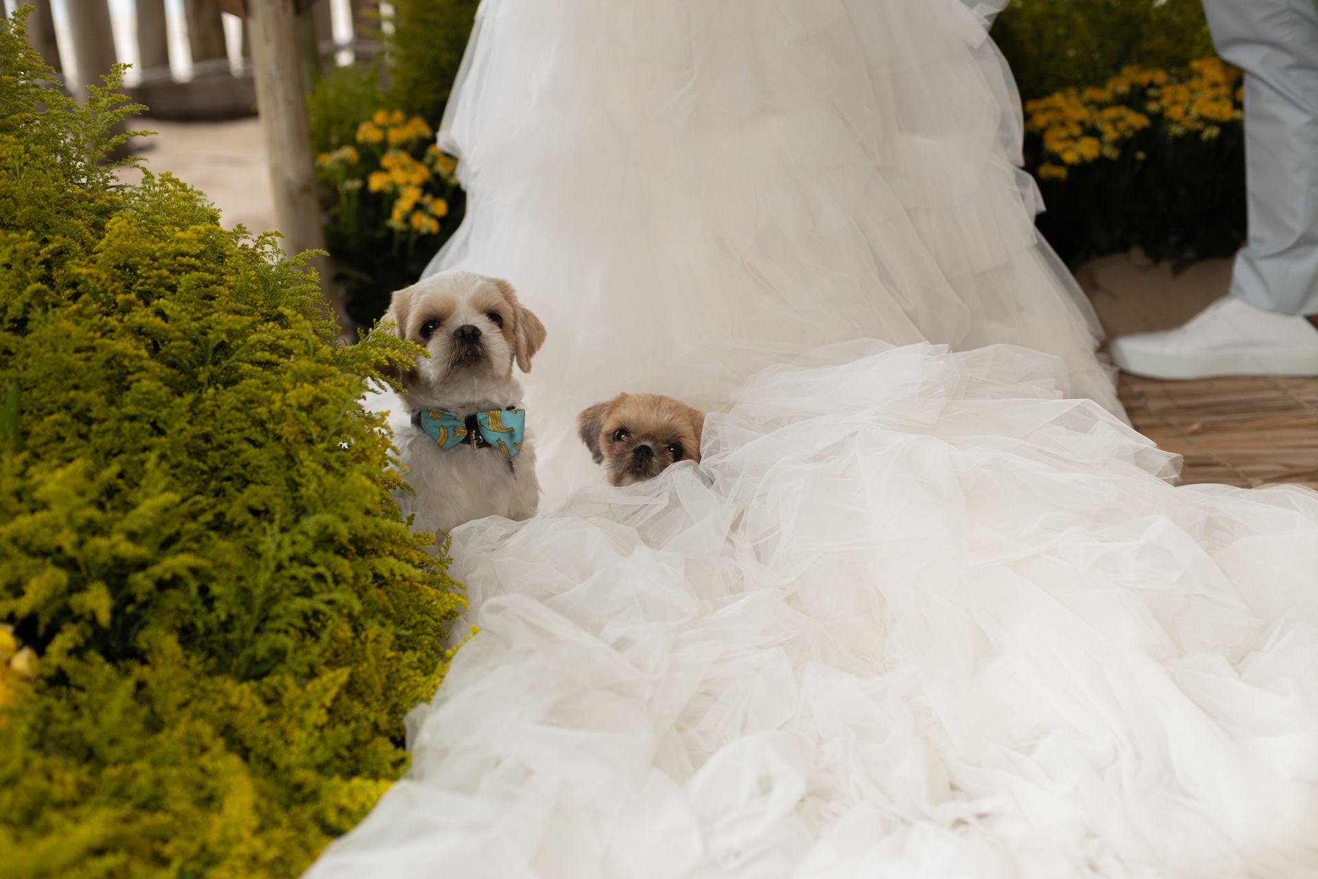 Casamento Carol e André - 1 - 2