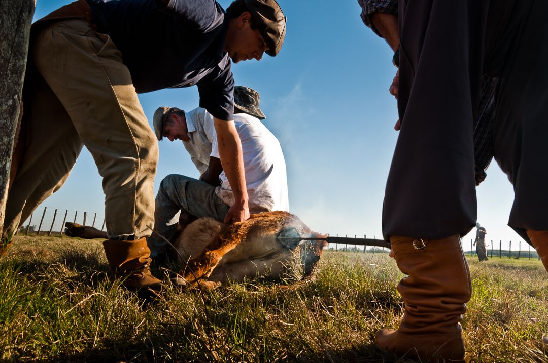 Os Novos Gaúchos - 1 - 1