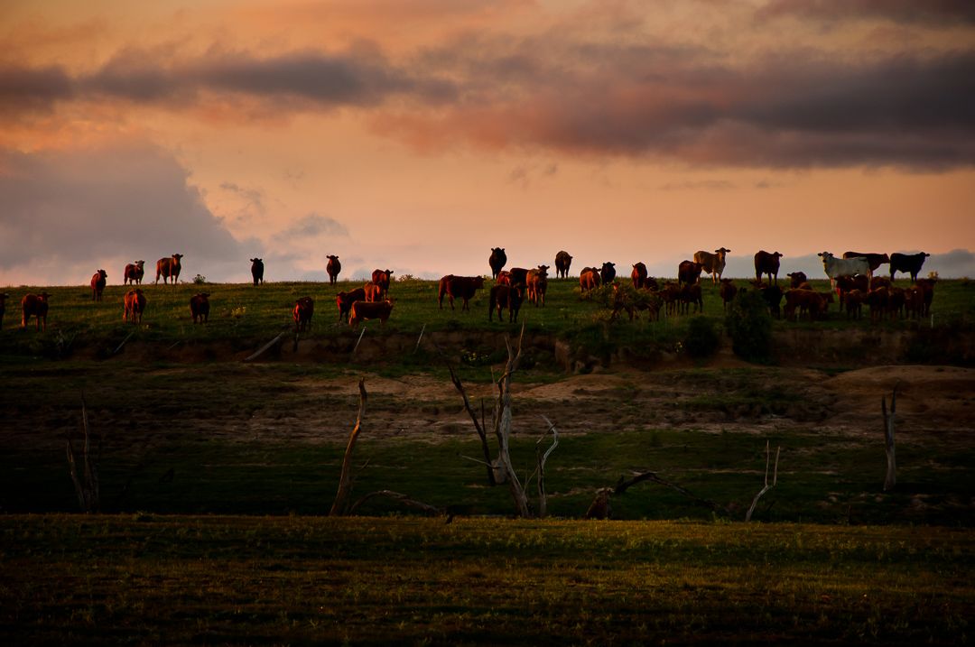 Os Novos Gaúchos - 1 - 2