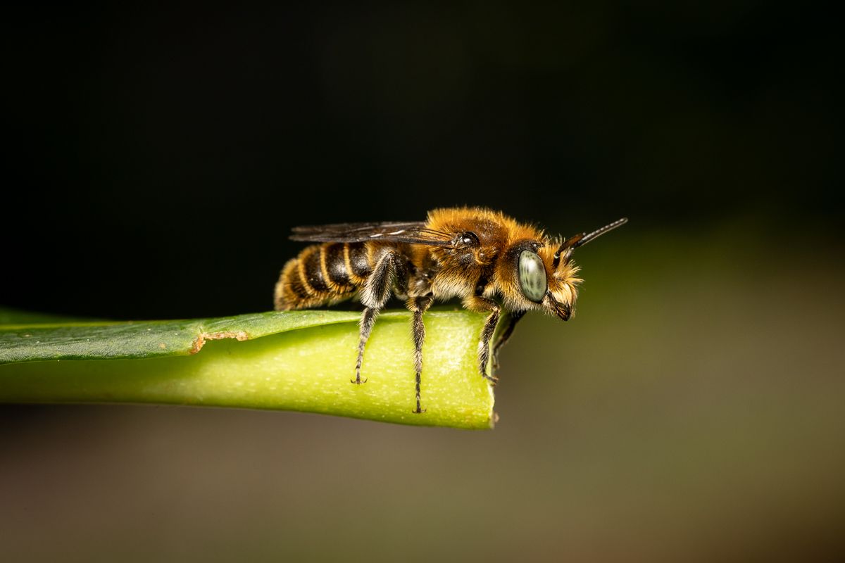 WILD BEES: The Ongoing  Decline and Efforts of Biologists, Ecologists and Conservationists to break the thread in Europe by António Cruz - 2 - 8