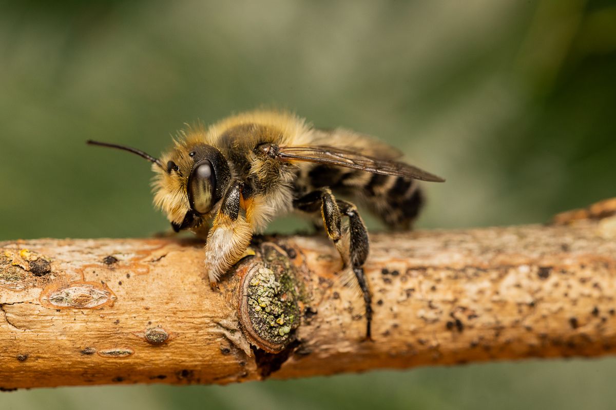 WILD BEES: The Ongoing  Decline and Efforts of Biologists, Ecologists and Conservationists to break the thread in Europe by António Cruz - 2 - 6