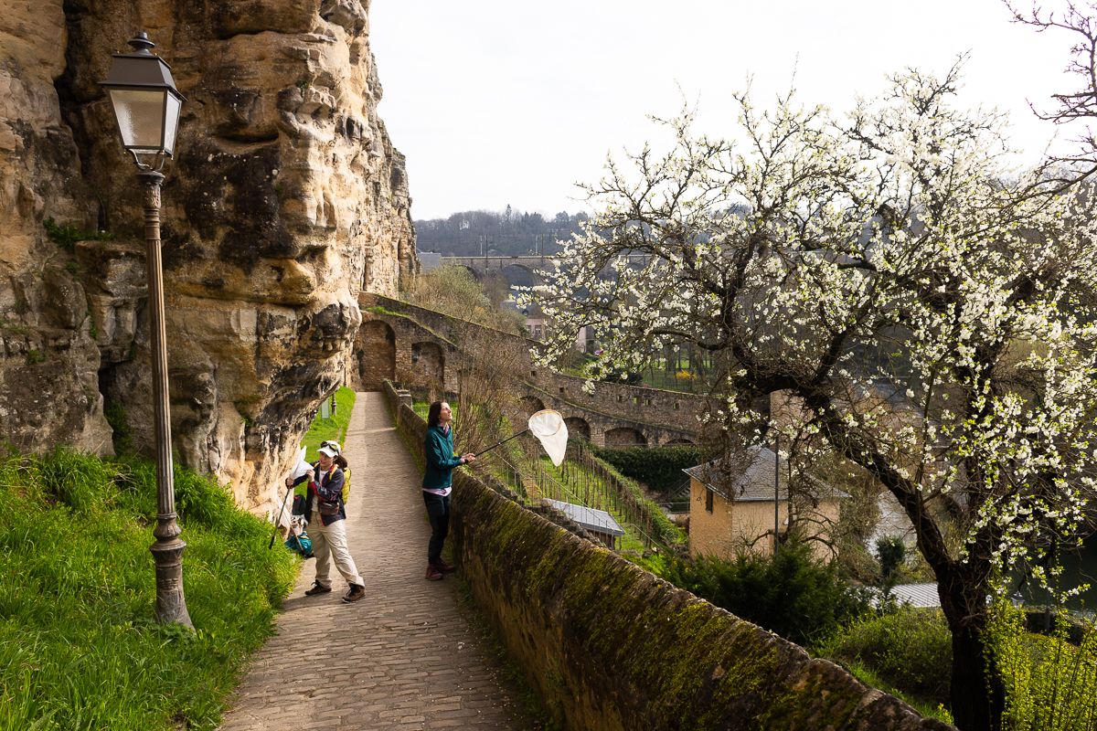 WILD BEES: The Ongoing  Decline and Efforts of Biologists, Ecologists and Conservationists to break the thread in Europe by António Cruz - 2 - 18