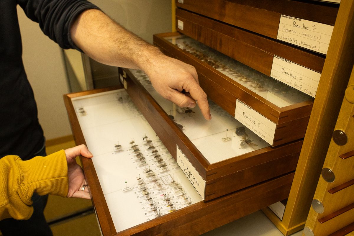 WILD BEES: The Ongoing  Decline and Efforts of Biologists, Ecologists and Conservationists to break the thread in Europe by António Cruz - 2 - 7