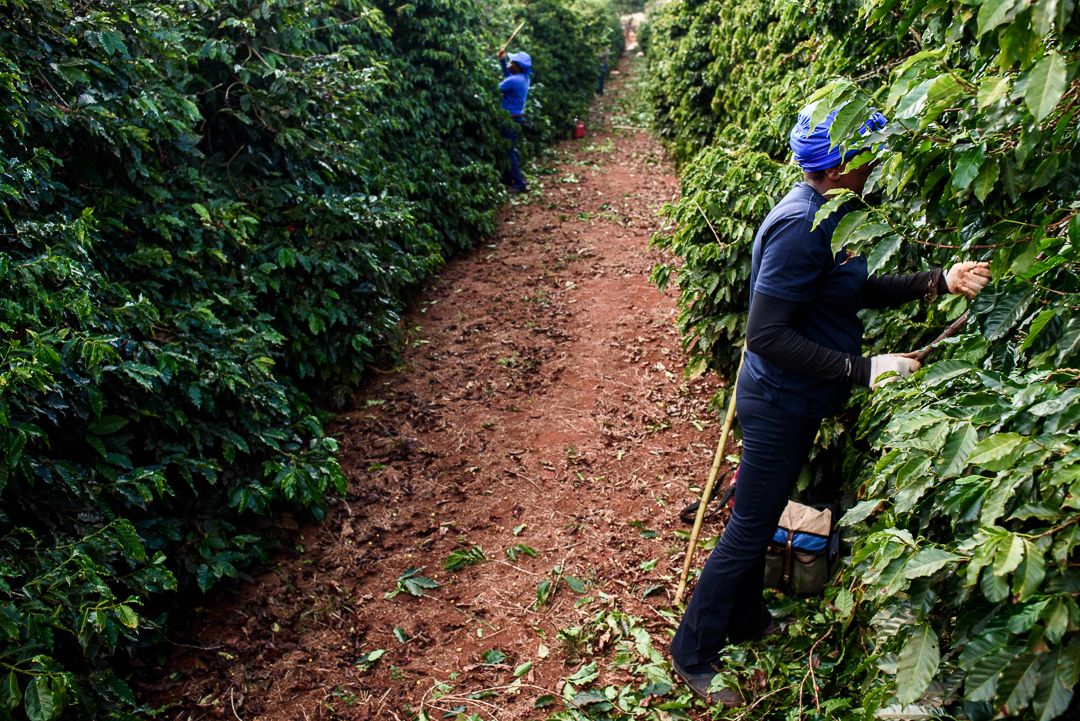 ERASURE : a cultural catalogue and descent repair in Minas Gerais, that deals with the conflicts of 'social whitening' and neglect of Brazilian History since the times of slavery. By Monique Olive - 3 - 3