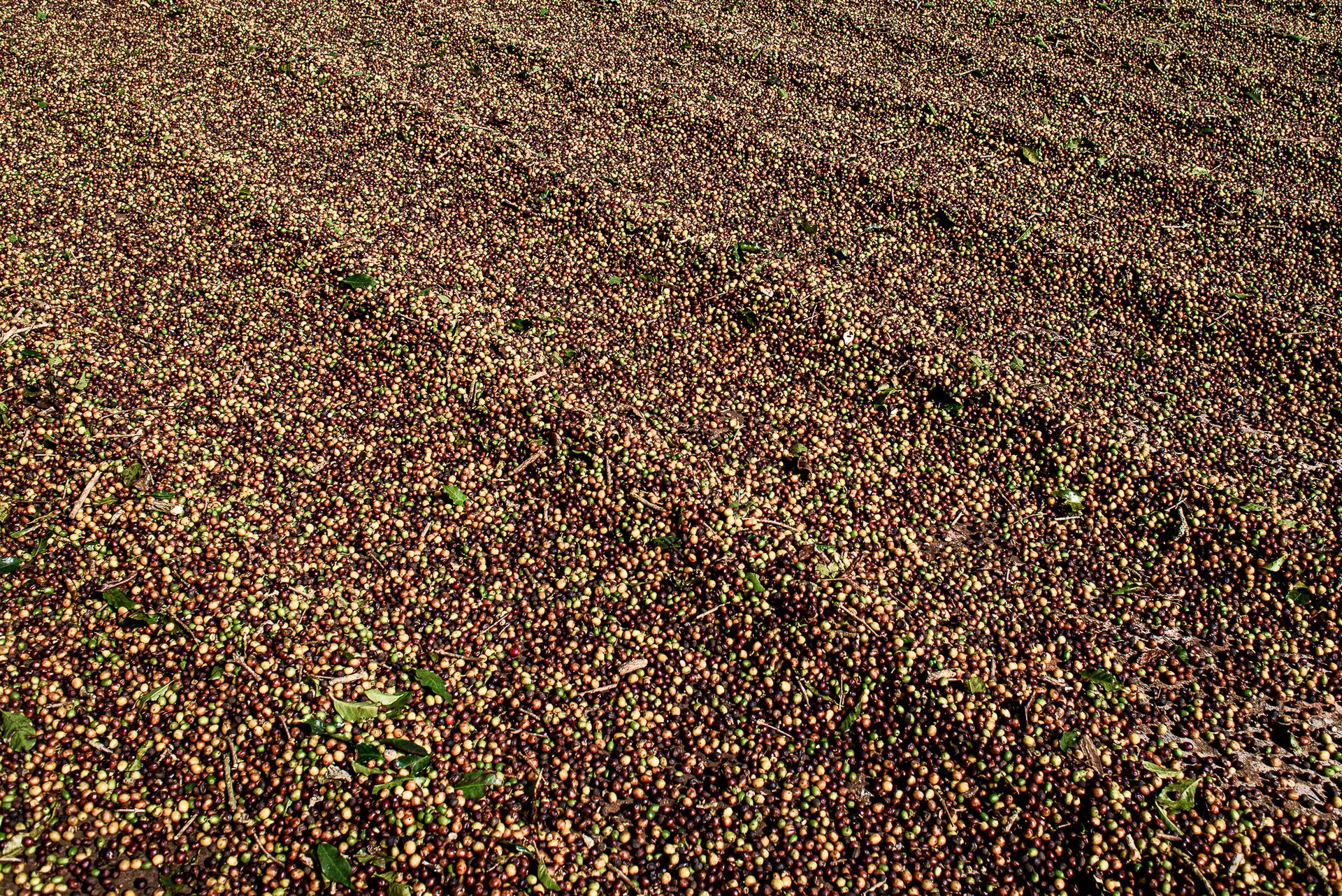 MATRIARCHS OF THE COFFEE FIELDS : the social shift on the leadership and identity of a powerful conservative industry by Monique Olive - 2 - 18