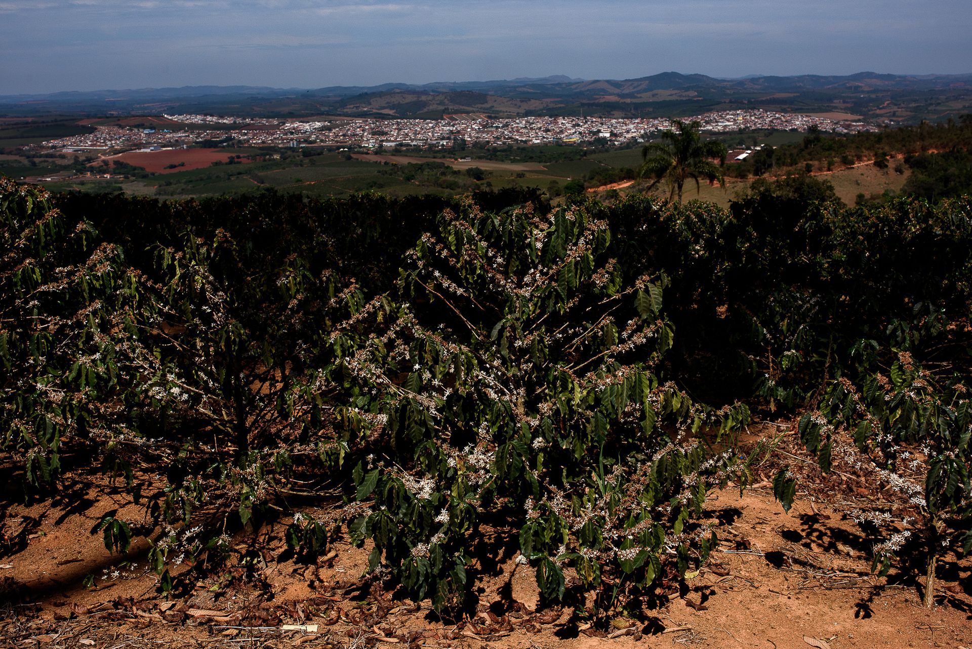 MATRIARCHS OF THE COFFEE FIELDS : the social shift on the leadership and identity of a powerful conservative industry by Monique Olive - 2 - 16