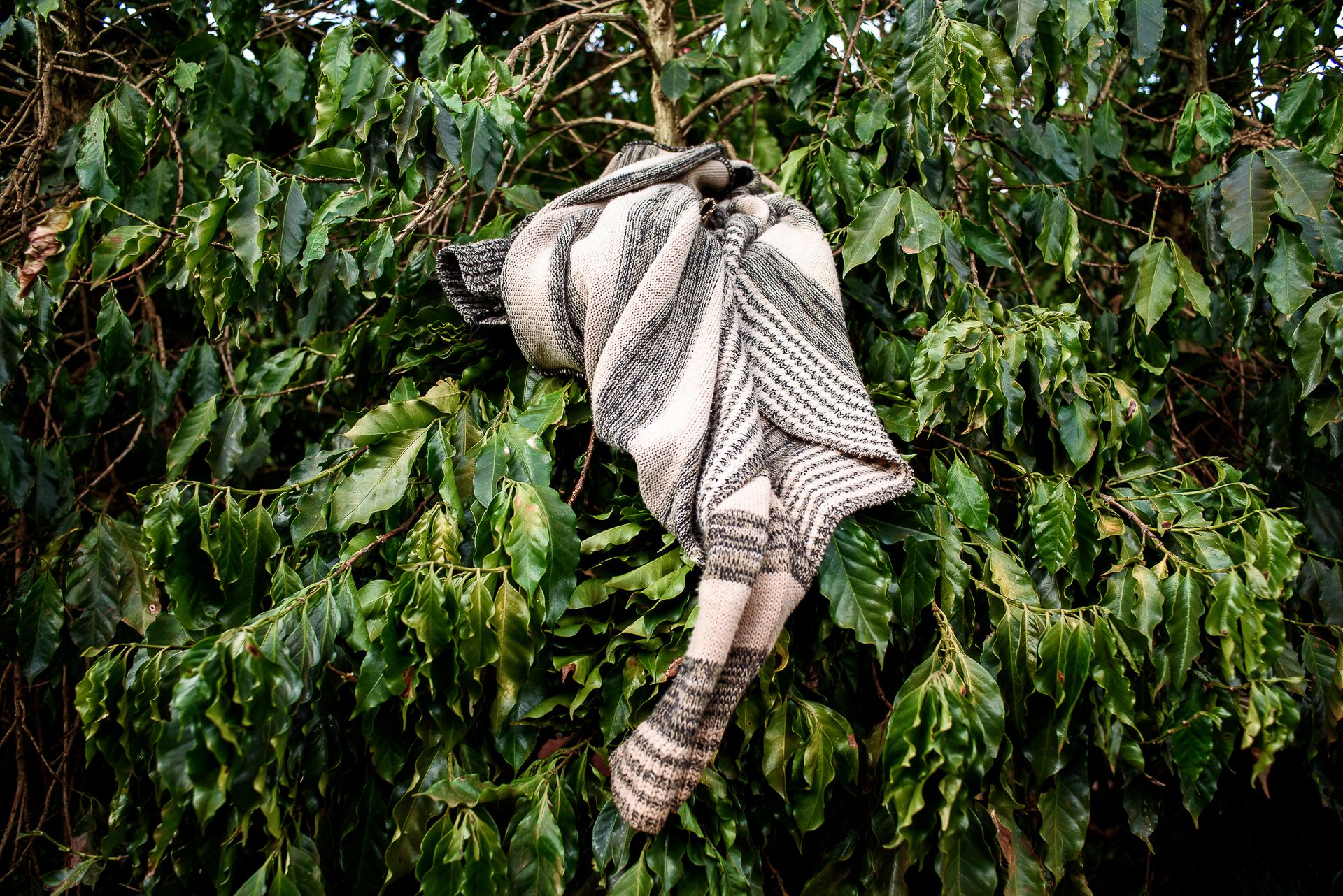 MATRIARCHS OF THE COFFEE FIELDS : the social shift on the leadership and identity of a powerful conservative industry by Monique Olive - 2 - 2