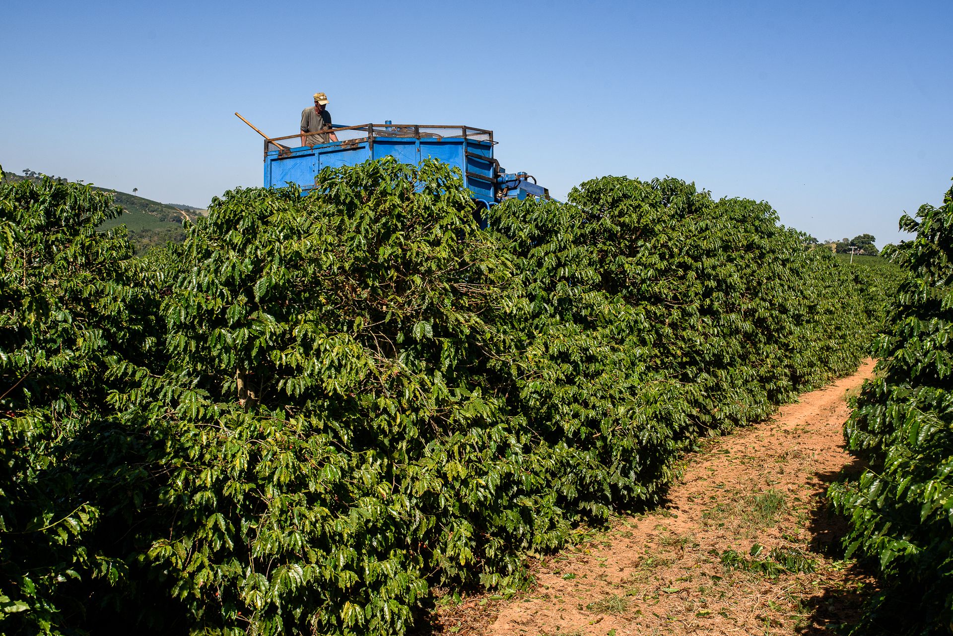 MATRIARCHS OF THE COFFEE FIELDS : the social shift on the leadership and identity of a powerful conservative industry by Monique Olive - 3 - 4