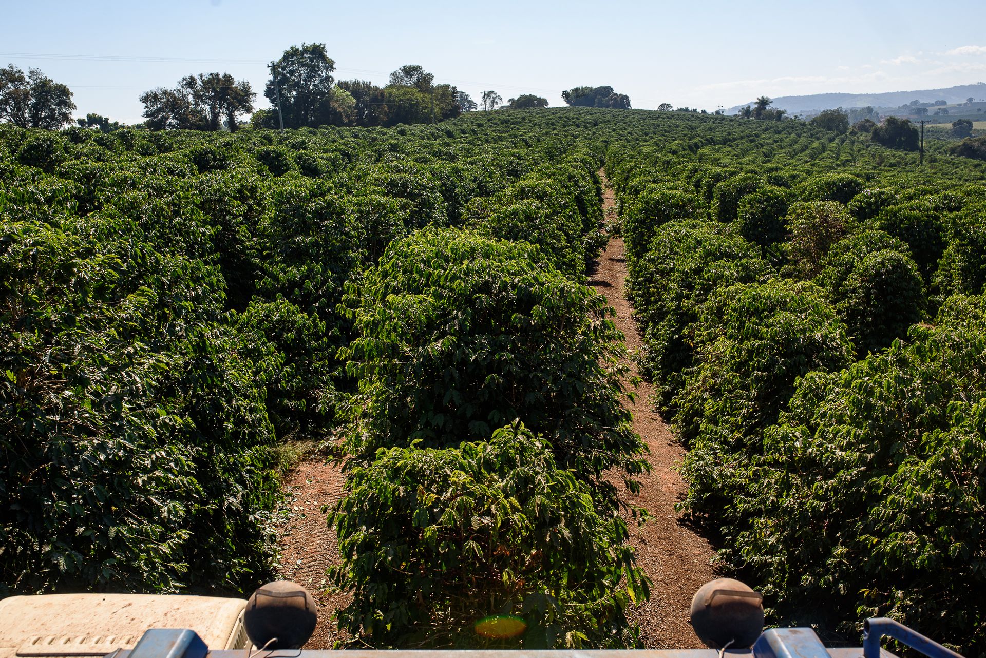 MATRIARCHS OF THE COFFEE FIELDS : the social shift on the leadership and identity of a powerful conservative industry by Monique Olive - 3 - 7