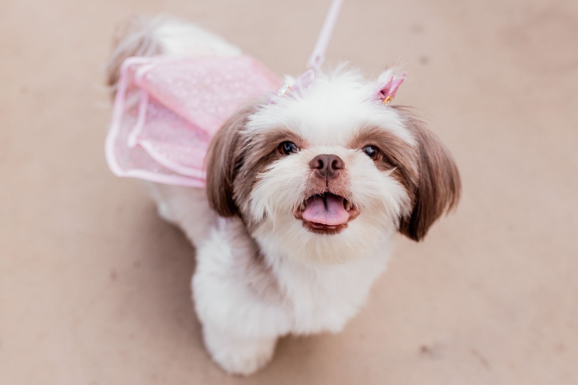 Casamento civil - Gabriela e Edson | Ipatinga - 2 - 50