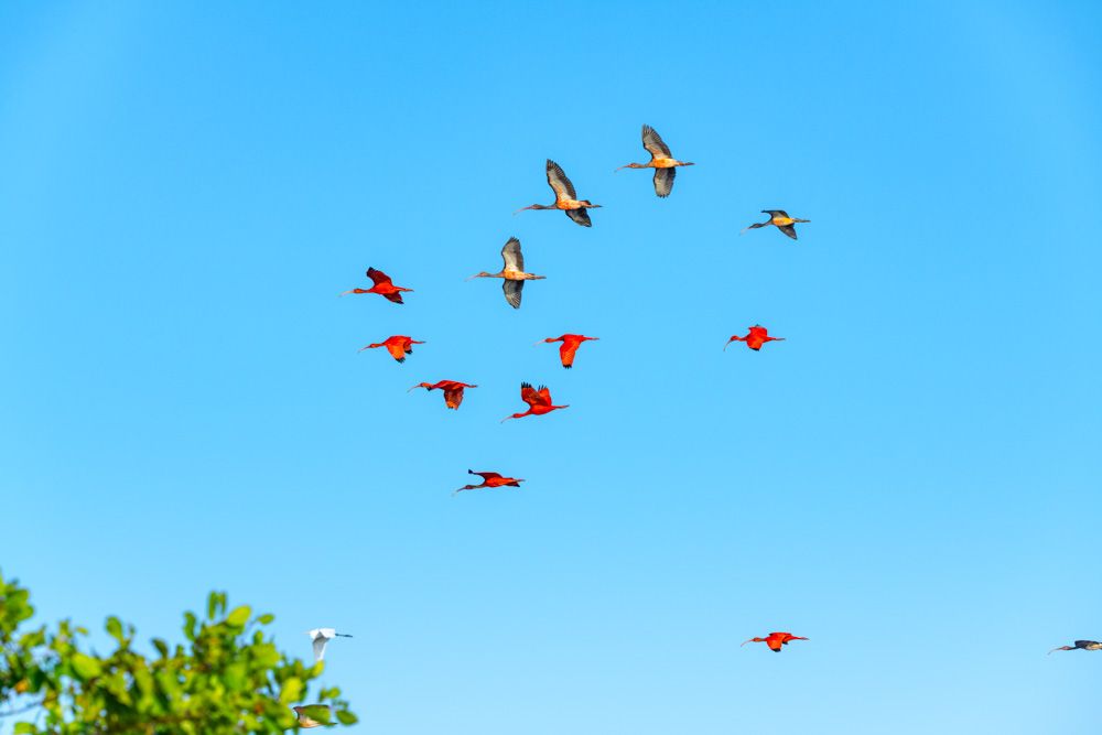 Lençois Maranhenses - Aves - 2 - 0