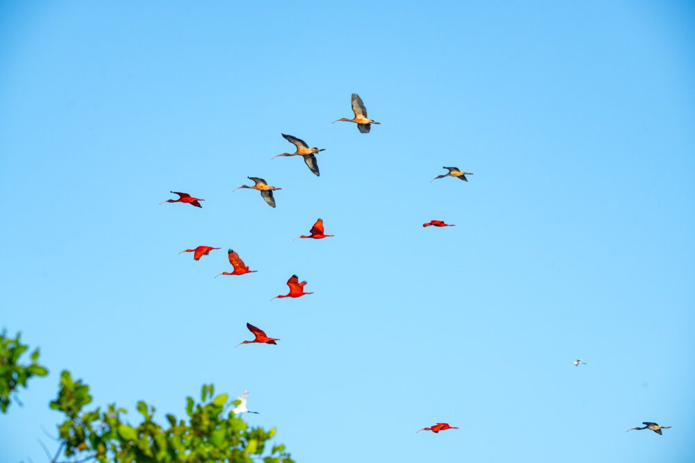 Lençois Maranhenses - Aves - 2 - 1