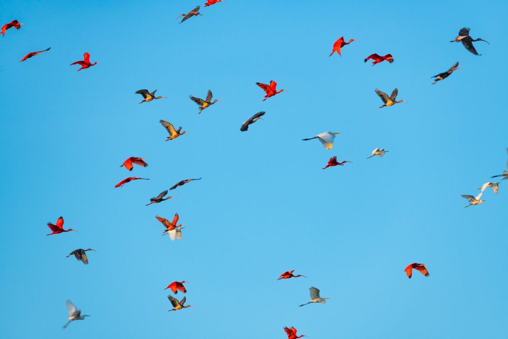 Lençois Maranhenses - Aves - 2 - 0