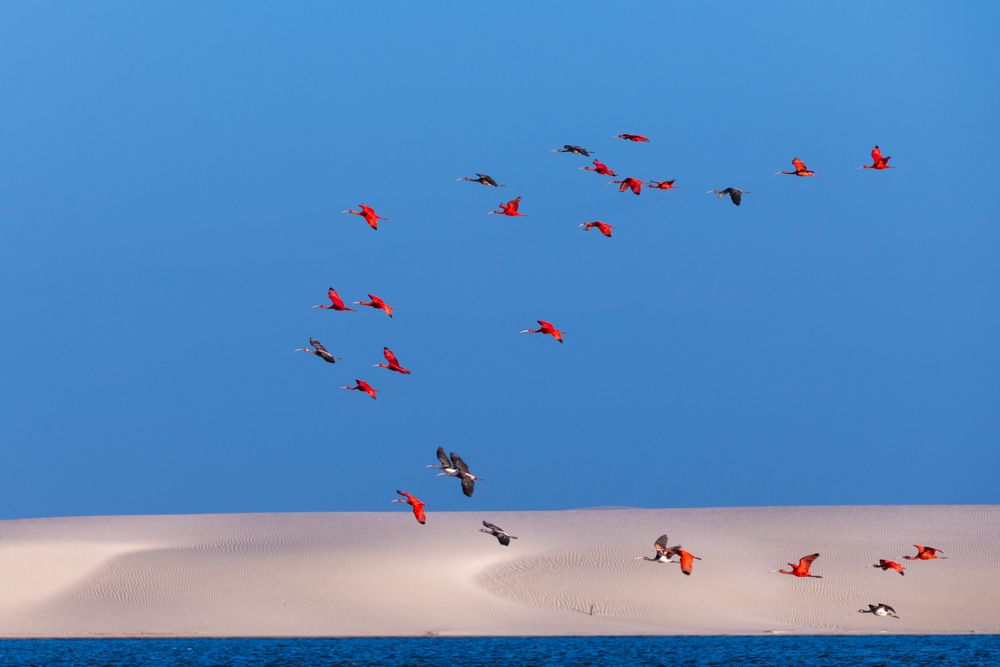 Lençois Maranhenses - Aves - 2 - 1