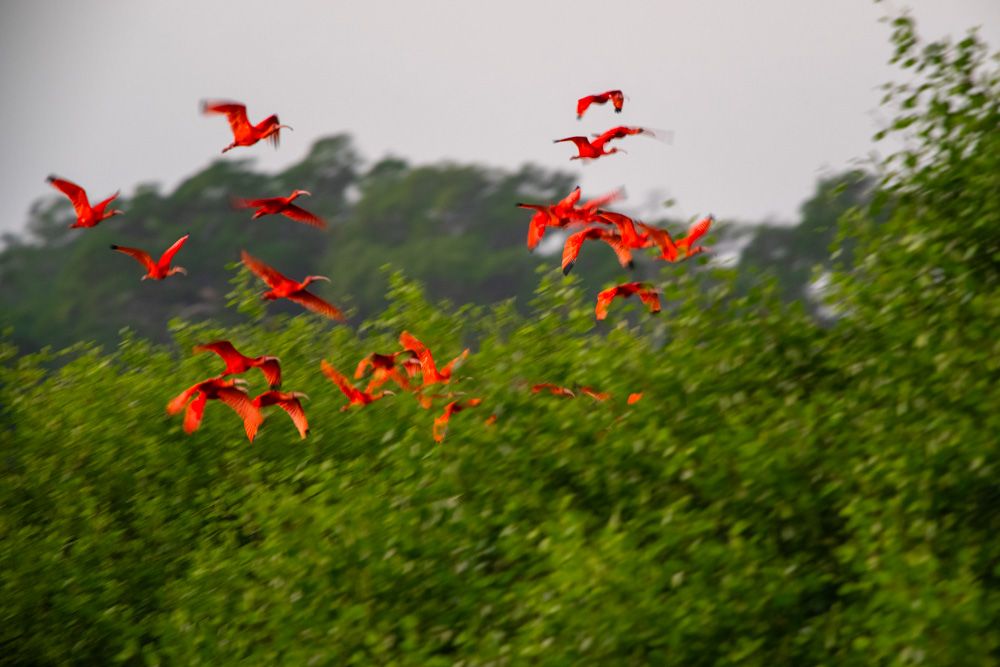 Lençois Maranhenses - Aves - 2 - 0