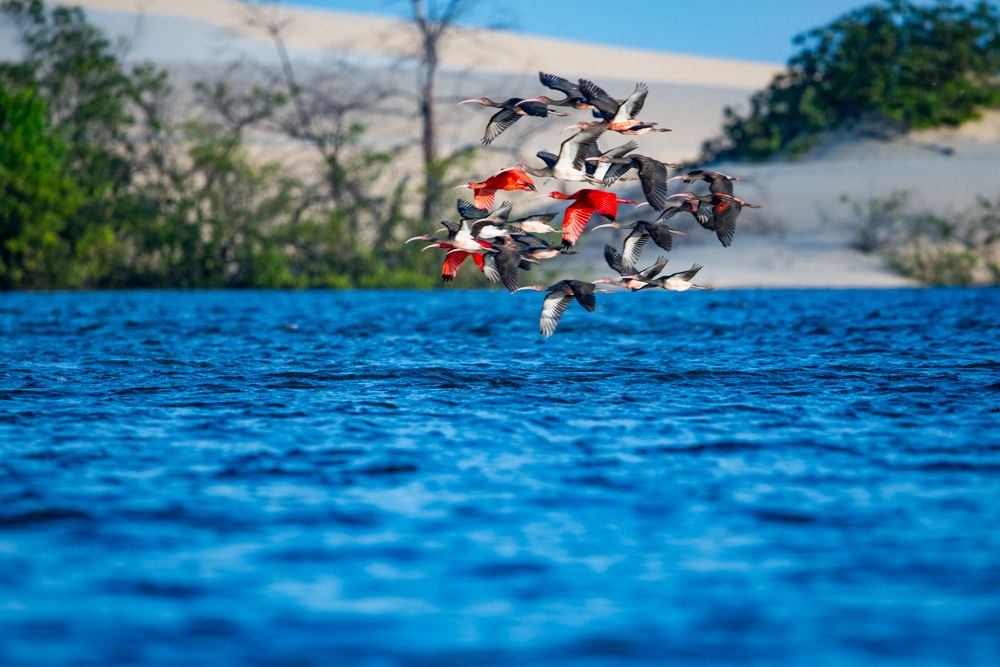 Lençois Maranhenses - Aves - 2 - 2
