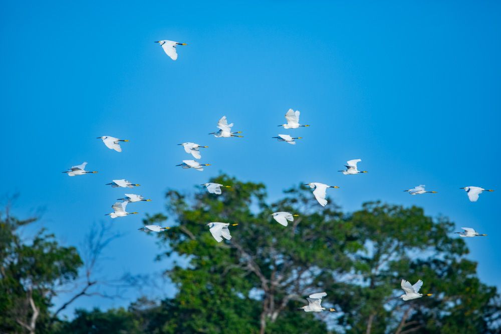 Lençois Maranhenses - Aves - 2 - 1