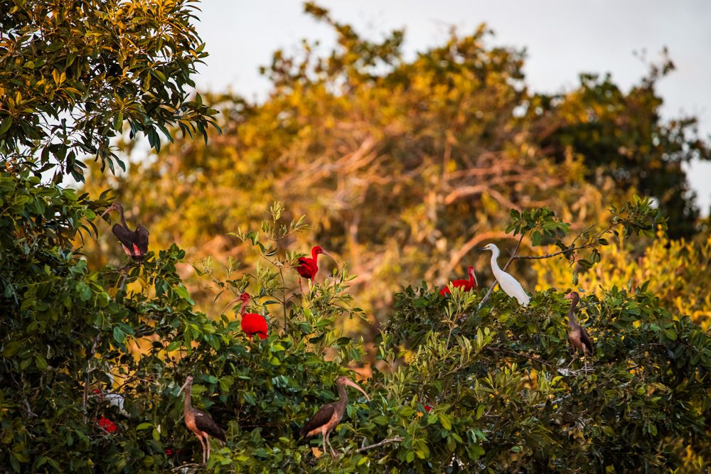 Lençois Maranhenses - Aves - 2 - 0