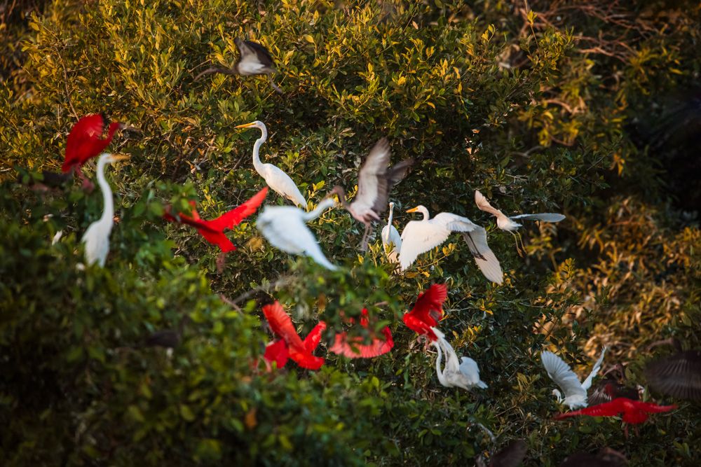 Lençois Maranhenses - Aves - 2 - 3